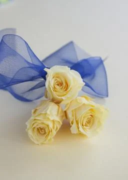 Yellow roses Stock Photos