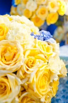 Yellow roses Stock Photos