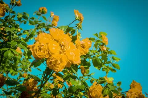 Yellow roses Stock Photos