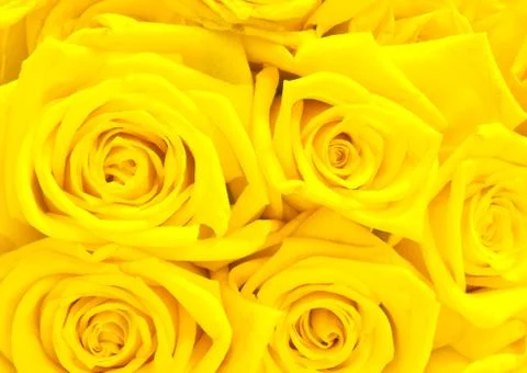 Yellow roses Stock Photos