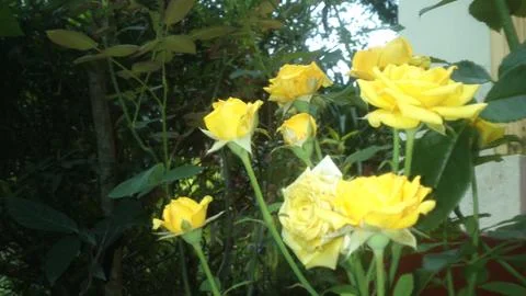 Yellow Roses Photos