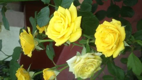 Yellow Roses Photos
