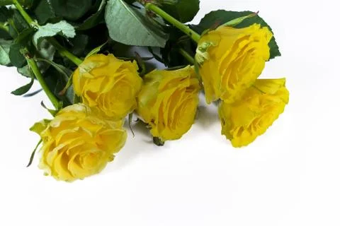 Yellow roses Stock Photos