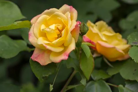 Yellow roses Stock Photos