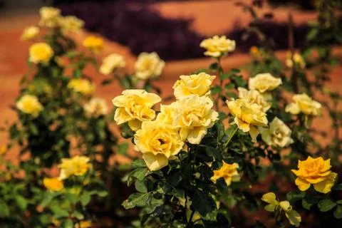 Yellow roses Stock Photos