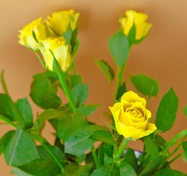 Yellow Roses Stock Photos