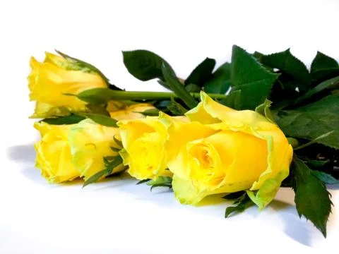 Yellow roses Stock Photos