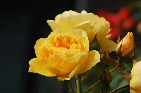 Yellow Roses Stock Photos