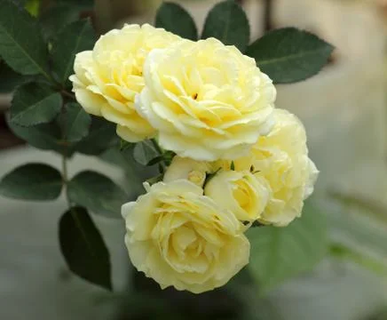 Yellow roses Stock Photos