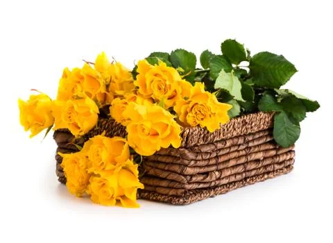 Yellow roses Stock Photos