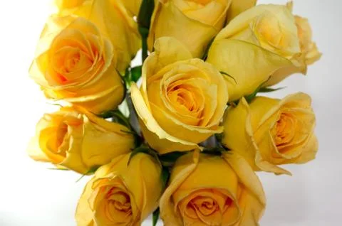 Yellow Roses Stock Photos