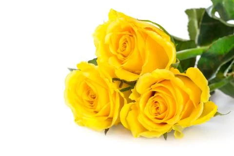Yellow roses Stock Photos