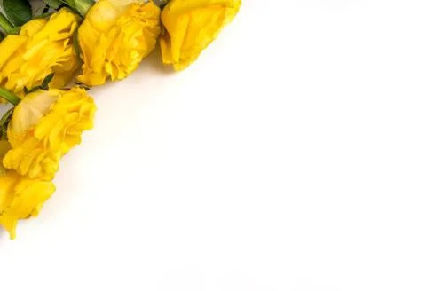 Yellow roses Stock Photos
