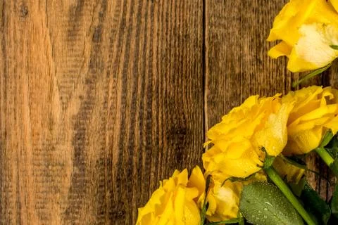 Yellow roses Stock Photos