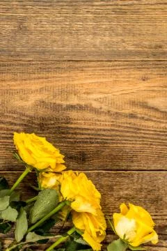 Yellow roses Stock Photos