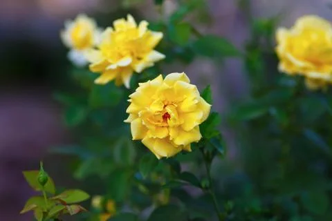 Yellow Roses Stock Photos