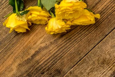 Yellow roses Stock Photos