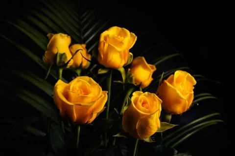 Yellow roses Stock Photos