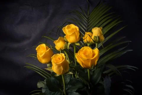 Yellow roses Stock Photos
