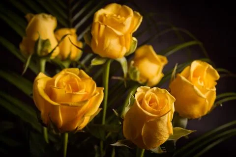 Yellow roses Stock Photos