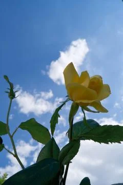 Yellow roses Stock Photos