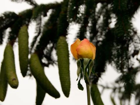 Yellow roses Stock Photos