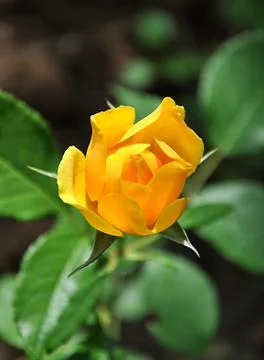 Yellow roses Stock Photos