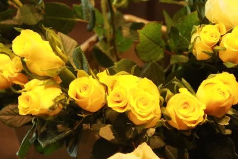 Yellow roses 库存照片