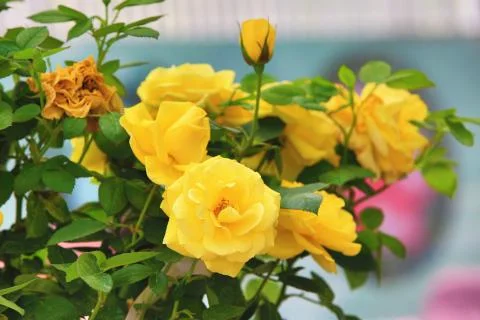 Yellow roses Stock Photos