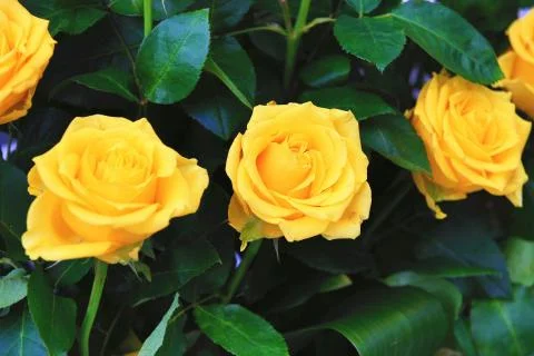 Yellow roses Stock Photos