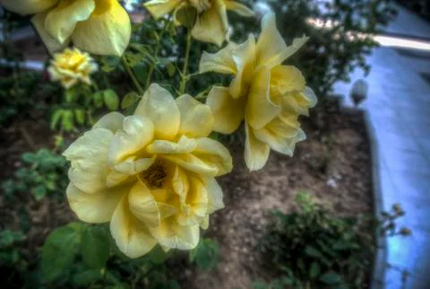 Yellow Roses Stock Photos