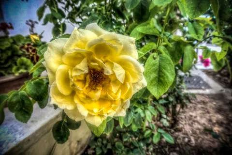 Yellow Roses Stock Photos