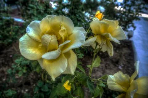 Yellow Roses Stock Photos