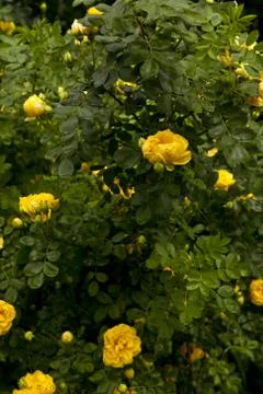 Yellow roses Stock Photos