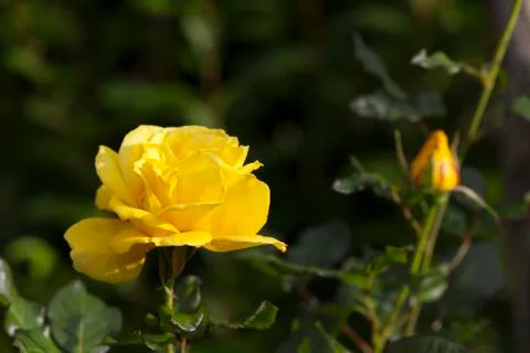 Yellow roses. Foto stock