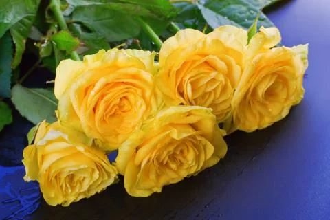 Yellow roses Stock Photos