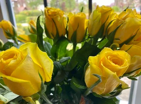 Yellow roses Stock Photos