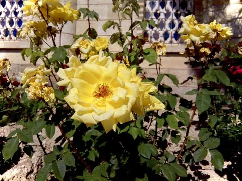 Yellow roses Stock Photos