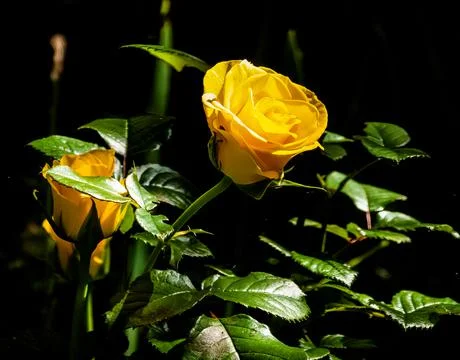 Yellow roses Stock Photos