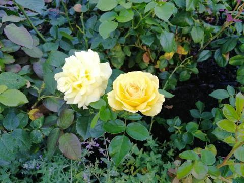 Yellow Roses 库存照片