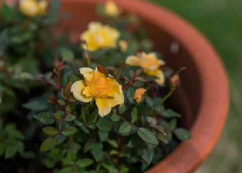 Yellow roses Stock Photos