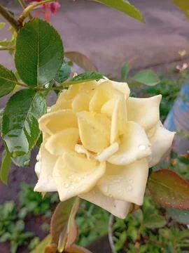 Yellow roses 库存照片