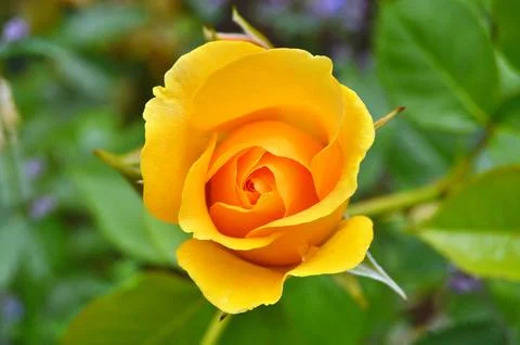 Yellow Roses Stock Photos