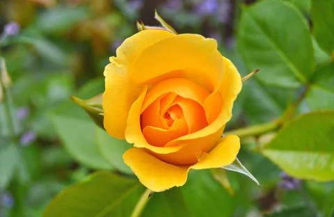 Yellow Roses Stock Photos