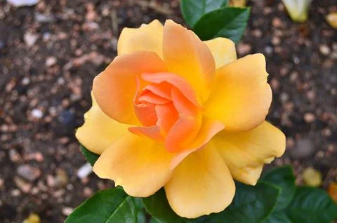Yellow Roses Stock Photos