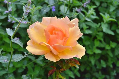 Yellow Roses Stock Photos