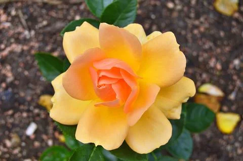 Yellow Roses Stock Photos