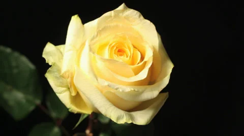 Yellow roses rotating studio shot Video stock 27575974