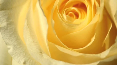 Yellow roses rotating studio shot Vídeo Stock 27576102