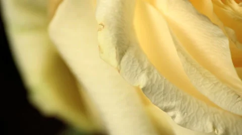 Yellow roses rotating studio shot Stock Footage 27576403